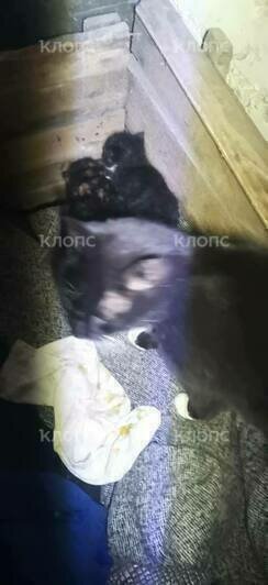 «Принять меры по ликвидации»: в Советске кошку с котятами УК закрыла в подвале без окон (фото)  - Новости Калининграда | Фото: Ирина