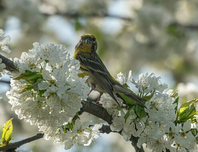 В Калининградскую область вернулась птичка, которая поселилась здесь 121 год назад (фото)   - Новости Калининграда | Фото: Татьяна Виноградова