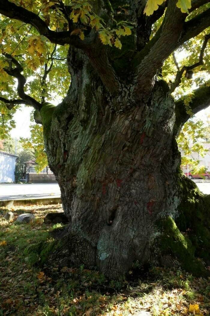 От частного к общему: 800-летний дуб в Ладушкине стал ближе к людям | Фото: соцсети Алексея Беспрозванных