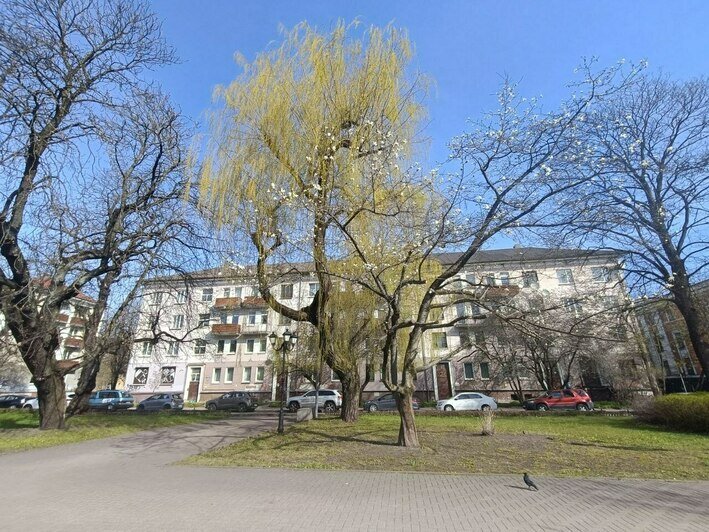 Так обрезали магнолию в 2026 году | Фото: Татьяна Батыршина