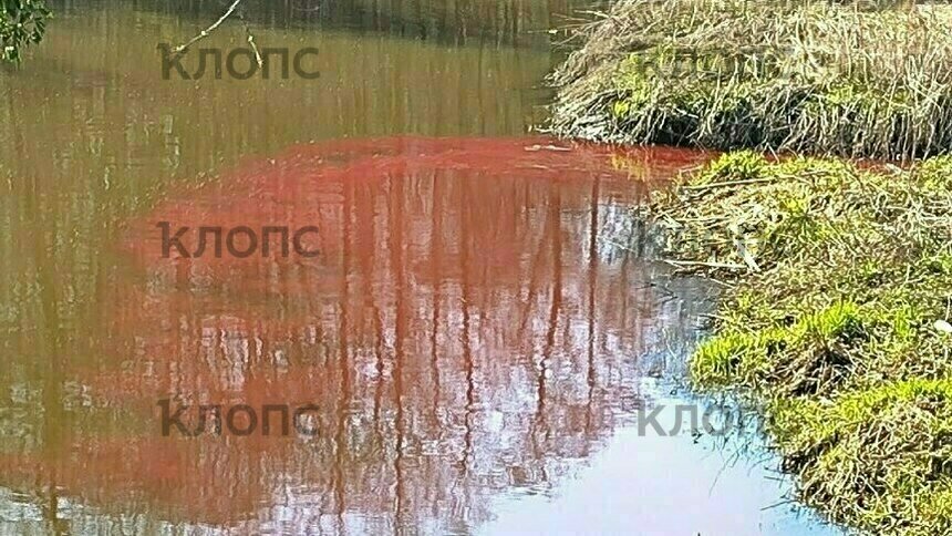 «То ли кровь, то ли краска»: река Гурьевка внезапно окрасилась в красный цвет (фото, видео) - Новости Калининграда | Фото: очевидец