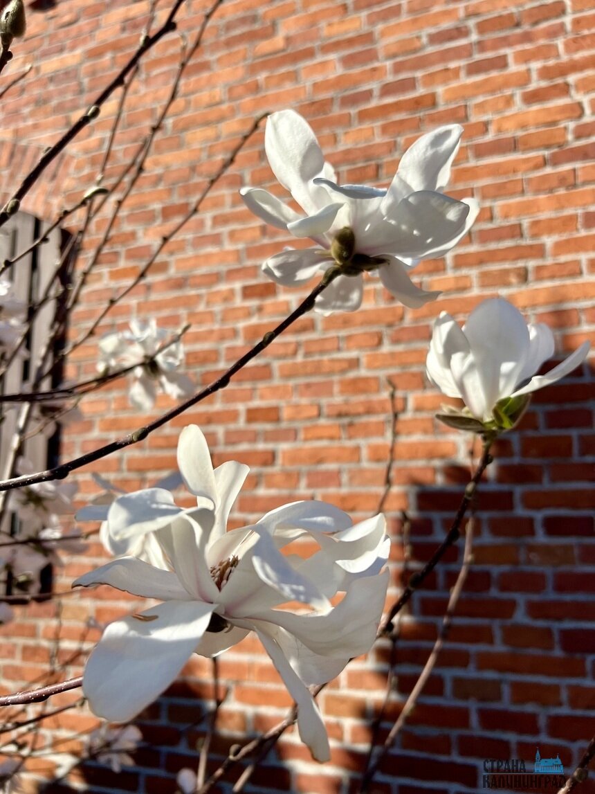 В Калининграде зацвела магнолия | Фото: Оксана Сазонова