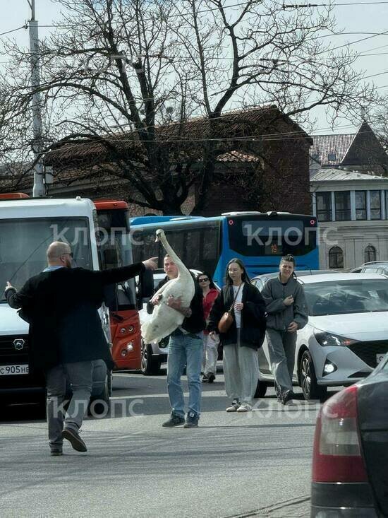 В Калининграде на улице Черняховского с неба на дорогу рухнул лебедь (фото) - Новости Калининграда | Фото: очевидцы