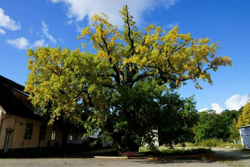 В Ладушкине территорию у 800-летнего дуба передали городу и откроют для посетителей - Новости Калининграда | Фото: Корпорация развития Калининградской области