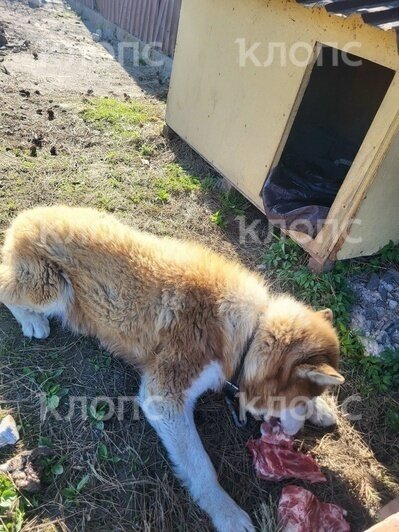 На окраине Калининграда хаски остался жить у сгоревшего дома, где погиб его любимец — девятилетний мальчик (фото)   - Новости Калининграда | Фото: Максим