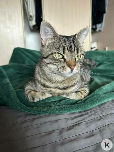 Кот Борис, покоривший сердца посетителей калининградского кафе, полгода боролся с болезнями и встал на лапы (фото, видео)   - Новости Калининграда | Фото: Ангелина Варёха, Виктор Ан