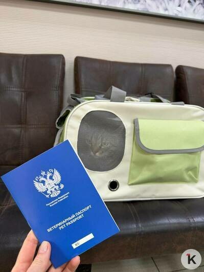 Кот Борис, покоривший сердца посетителей калининградского кафе, полгода боролся с болезнями и встал на лапы (фото, видео)   - Новости Калининграда | Фото: Ангелина Варёха, Виктор Ан