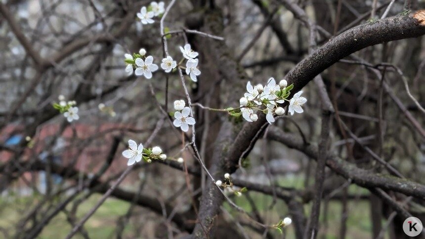Под корой сидят вредители: можно ли обрезать сухие ветки, если дерево уже цветёт, рассказал калининградский агроном - Новости Калининграда | Фото: «Клопс»