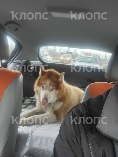 На окраине Калининграда хаски остался жить у сгоревшего дома, где погиб его любимец — девятилетний мальчик (фото)   - Новости Калининграда | Фото: Максим