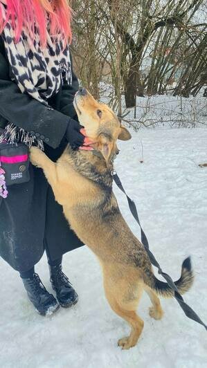 Калининградские художники откроют выставку с портретами бездомных собак, чтобы помочь им найти новых хозяев - Новости Калининграда | Фото: Николай Порчин