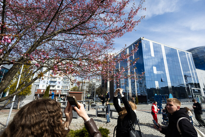 Апрель традиционно радует калининградцев и гостей города цветущей сакурой  | Фото: Александр Подгорчук