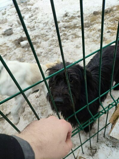 Калининградские художники откроют выставку с портретами бездомных собак, чтобы помочь им найти новых хозяев - Новости Калининграда | Фото: Николай Порчин