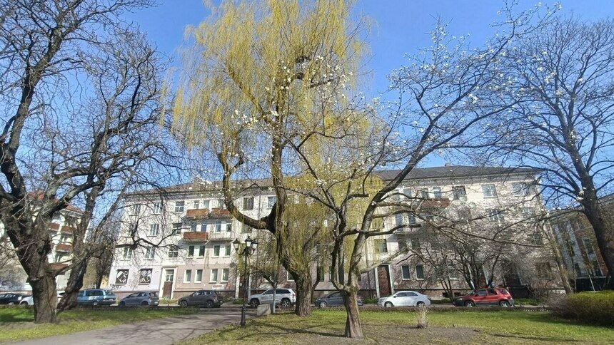 «Где моя магнолия, заблудилась что ли я?»: музыкальный дайджест калининградских новостей за неделю (видео)   - Новости Калининграда | Фото: Татьяна Батыршина