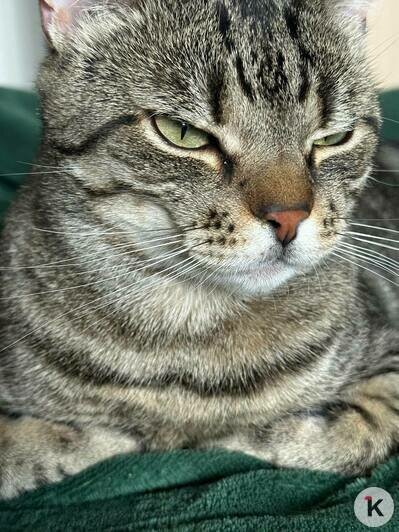 Кот Борис, покоривший сердца посетителей калининградского кафе, полгода боролся с болезнями и встал на лапы (фото, видео)   - Новости Калининграда | Фото: Ангелина Варёха, Виктор Ан