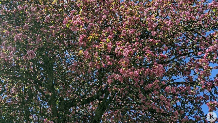 Если яблоня плохо цветёт: калининградский агроном рассказал, как определить, здорово ли дерево, и улучшить урожай - Новости Калининграда | Фото: архив «Клопс»