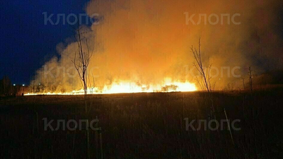 На окраине Калининграда пожарные отодвинули стену огня от жилых домов - Новости Калининграда | Фото очевидцев