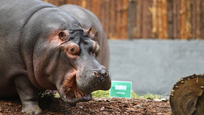 В Колумбии решили избавиться от стада в 80 бегемотов, завезённых ещё Пабло Эскобаром - Новости Калининграда | Фото: Александр Подгорчук / Архив «Клопс»
