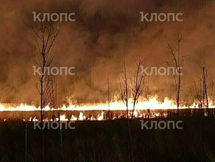 На окраине Калининграда пожарные отодвинули стену огня от жилых домов - Новости Калининграда | Фото очевидцев