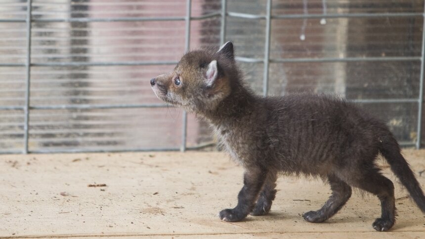 Калининградские депутаты поддержали поправки в закон о реабилитации диких животных — Кропоткин - Новости Калининграда | Фото: архив «Клопс»