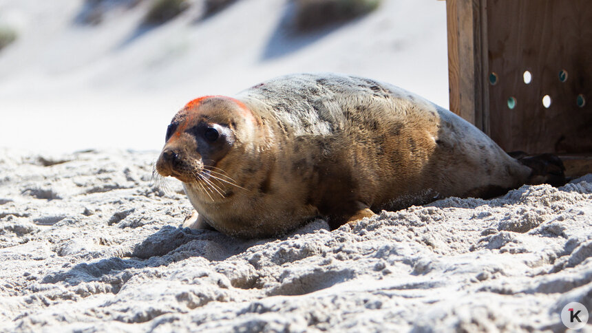 Директор зоопарка Калининграда рассказала, почему на побережье этой весной должно быть меньше тюленят   - Новости Калининграда | Фото: Александр Подгорчук / Архив «Клопс»