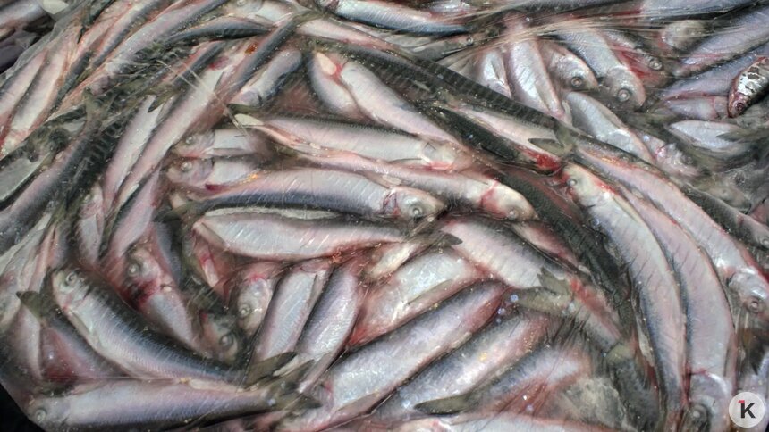 На проспекте Победы пахнет рыбой, потому что на территории колонии по соседству коптят кильку   - Новости Калининграда | Фото: Александр Подгорчук / Архив «Клопс»