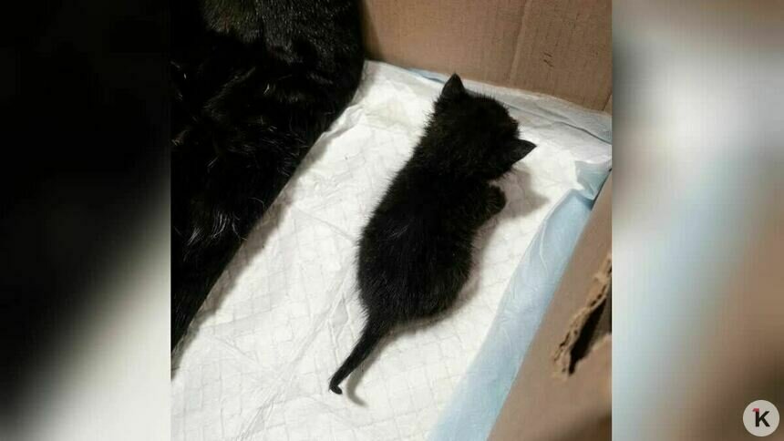 «Принять меры по ликвидации»: в Советске кошку с котятами УК закрыла в подвале без окон (фото)  - Новости Калининграда | Фото: Ирина