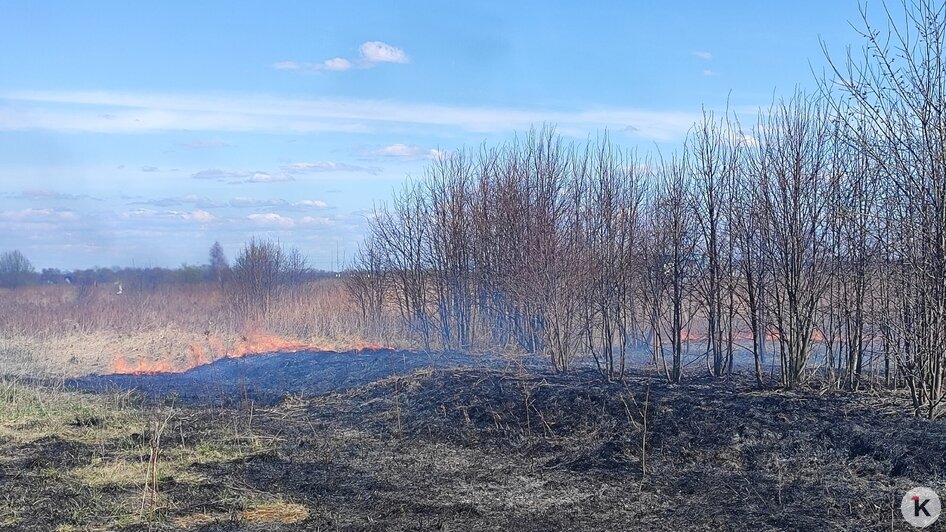 Поле в Гурьевском районе очевидцы сфотографировали 13 апреля | Фото: Алина Соболь