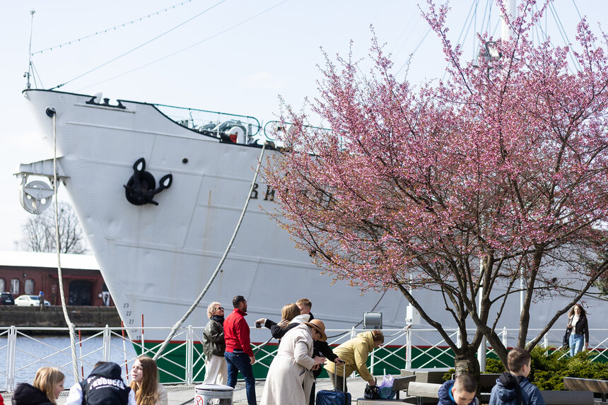 В Калининграде зацвела сакура | Фото: Александр Подгорчук 