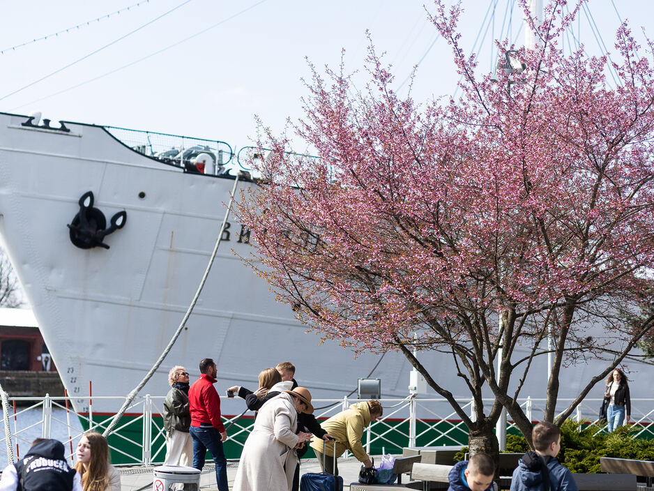 В Калининграде зацвела сакура