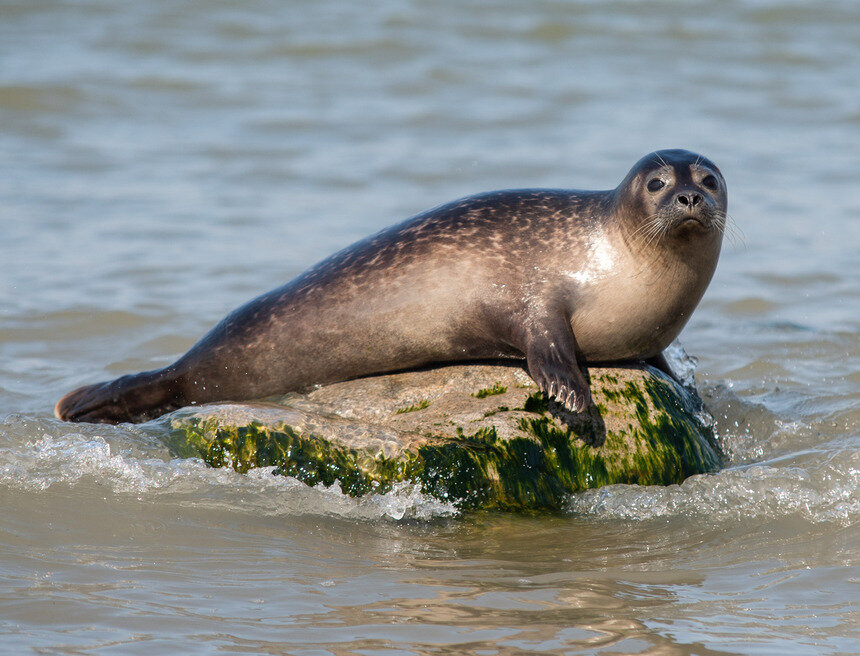Частый гость балтийского побережья - серый тюлень | Фото: архив "СК"