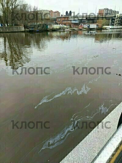 «Рыбаки даже не удивились»: в Калининграде Преголя покрылась радужными маслянистыми разводами (фото)   - Новости Калининграда | Фото: Надежда