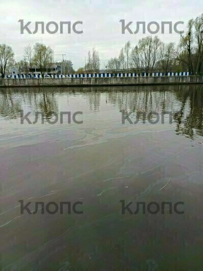 «Рыбаки даже не удивились»: в Калининграде Преголя покрылась радужными маслянистыми разводами (фото)   - Новости Калининграда | Фото: Надежда