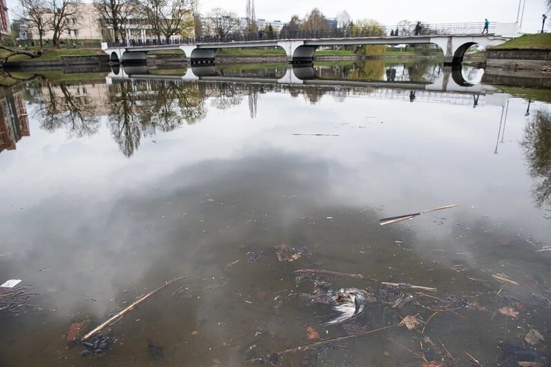 Показалось дно и залежи ила: в Калининграде сильно обмелело Нижнее озеро (фото)   - Новости Калининграда | Фото: Александр Подгорчук / «Клопс»