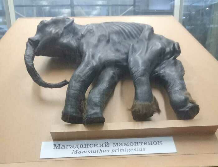 Тот самый мамонтёнок Дима, найденный в 1977 году в Магаданской области  | Фото: архив героя публикации