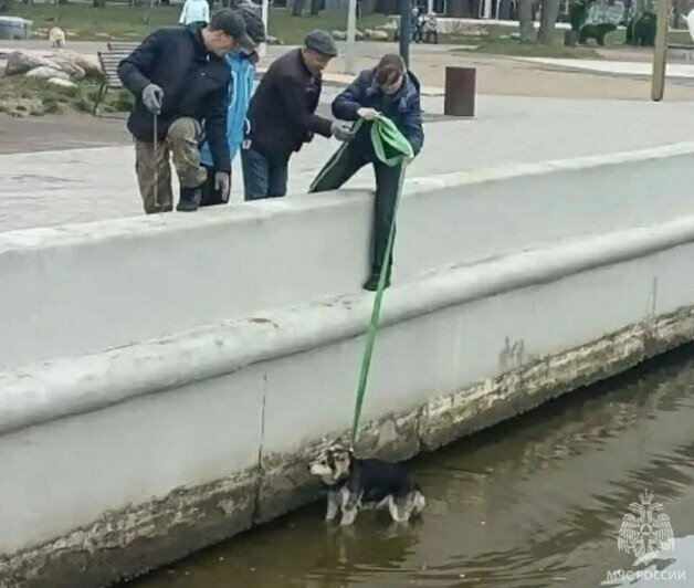 В Светлом пожарный спас собаку, застрявшую на островке в морском канале (фото) - Новости Калининграда | Фото: канал управления МЧС России по Калининградской области / MAX