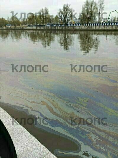 «Рыбаки даже не удивились»: в Калининграде Преголя покрылась радужными маслянистыми разводами (фото)   - Новости Калининграда | Фото: Надежда