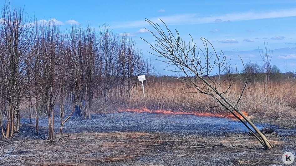 Поле в Гурьевском районе очевидцы сфотографировали 13 апреля | Фото: Алина Соболь