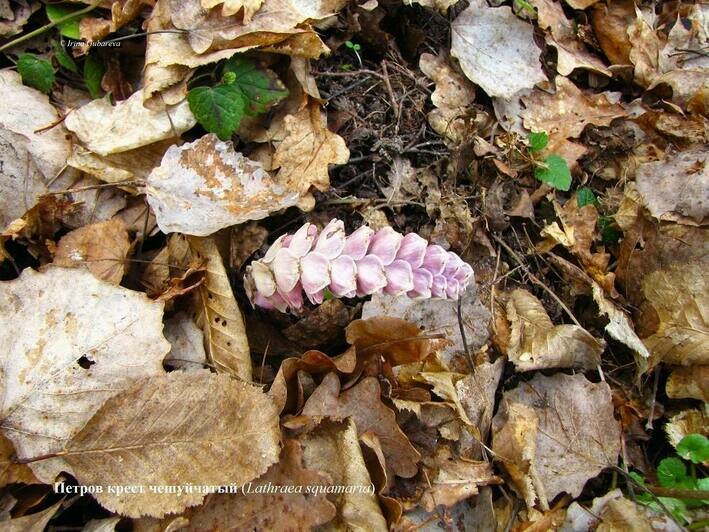 На Куршской косе показался цветок, который большую часть жизни обитает под землёй и славится магическими свойствами (фото)   - Новости Калининграда | Фото: пресс-служба национального парка "Куршская коса" 