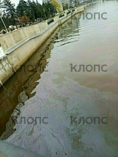 «Рыбаки даже не удивились»: в Калининграде Преголя покрылась радужными маслянистыми разводами (фото)   - Новости Калининграда | Фото: Надежда