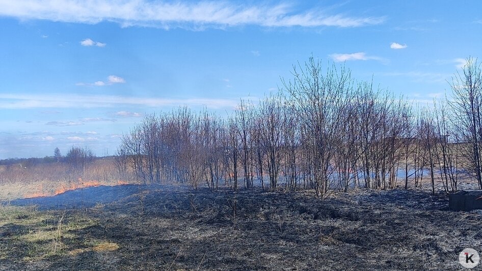 Поле в Гурьевском районе очевидцы сфотографировали 13 апреля | Фото: Алина Соболь