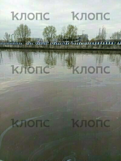 «Рыбаки даже не удивились»: в Калининграде Преголя покрылась радужными маслянистыми разводами (фото)   - Новости Калининграда | Фото: Надежда