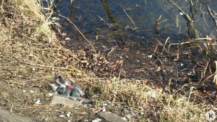 Голуби, погибшие на Летнем озере, птичьим гриппом не болели — минприроды - Новости Калининграда | Фото: очевидец