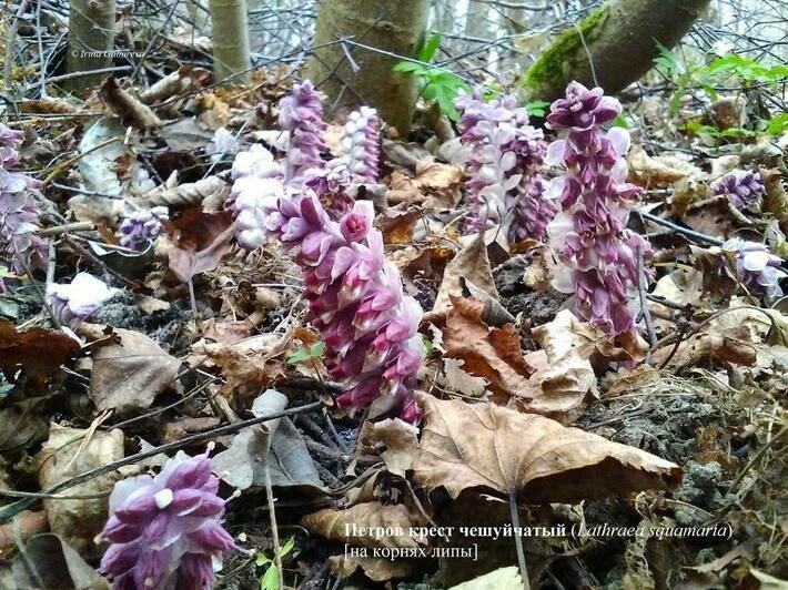 На Куршской косе показался цветок, который большую часть жизни обитает под землёй и славится магическими свойствами (фото)   - Новости Калининграда | Фото: пресс-служба национального парка "Куршская коса" 