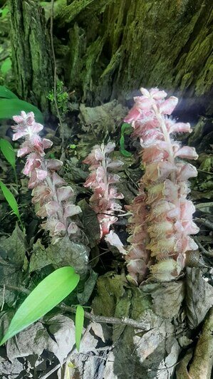 На Куршской косе показался цветок, который большую часть жизни обитает под землёй и славится магическими свойствами (фото)   - Новости Калининграда | Фото: пресс-служба национального парка "Куршская коса" 