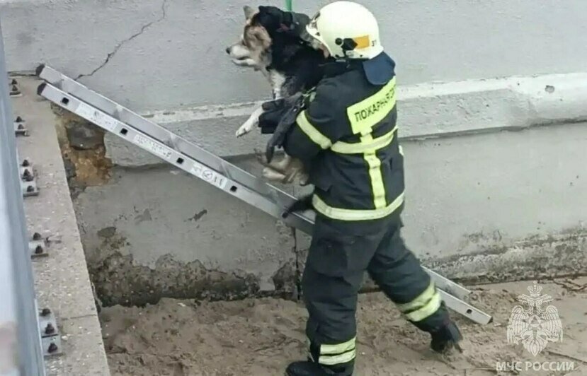 В Светлом пожарный спас собаку, застрявшую на островке в морском канале (фото) - Новости Калининграда | Фото: канал управления МЧС России по Калининградской области / MAX