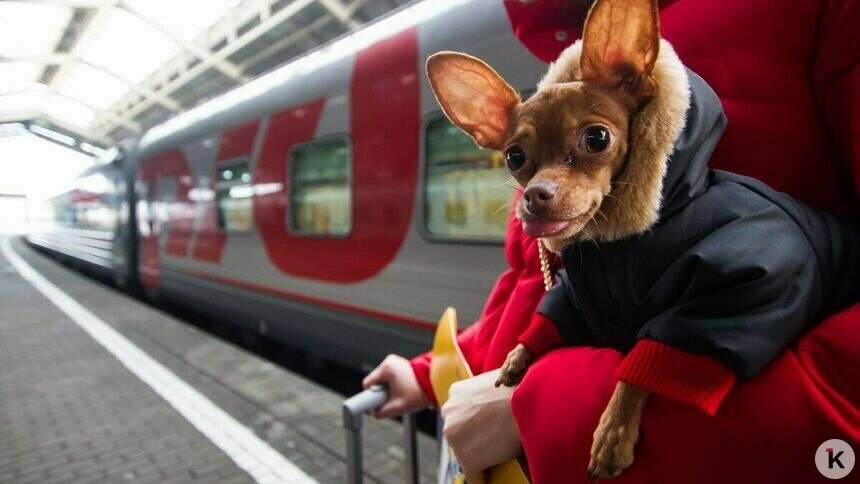 Власти предлагают турфирмам 104,5 млн за поездки калининградцев по программе «Мы — россияне»   - Новости Калининграда | Фото: Александр Подгорчук / Архив «Клопс»