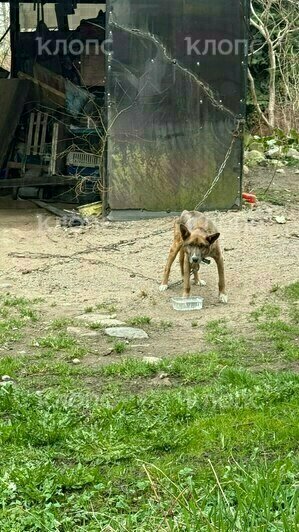 В посёлке под Калининградом хромой истощённый пёс сидит на железной цепи (фото, видео)   - Новости Калининграда | Фото: Елена