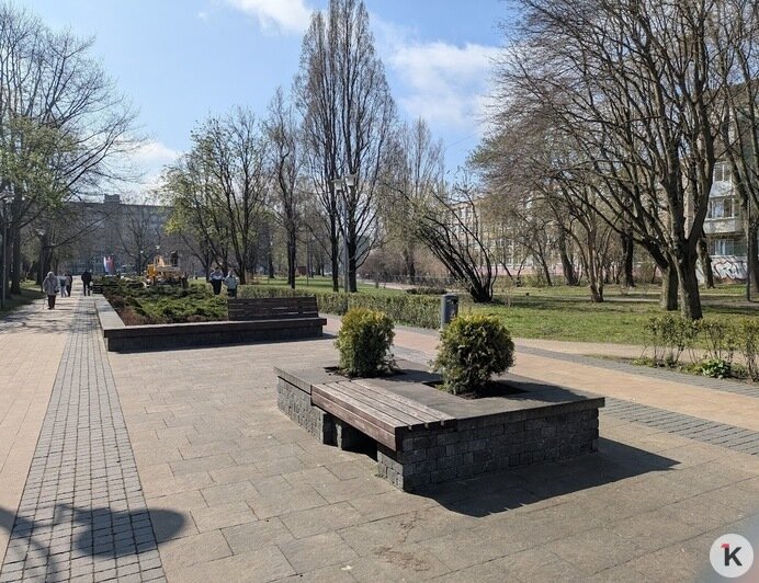 Вымерзшие лавровишни в декоративных вазонах в центре Калининграда заменили на туи (фото)   - Новости Калининграда | Фото: «Клопс»