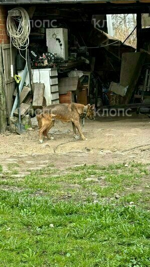 В посёлке под Калининградом хромой истощённый пёс сидит на железной цепи (фото, видео)   - Новости Калининграда | Фото: Елена