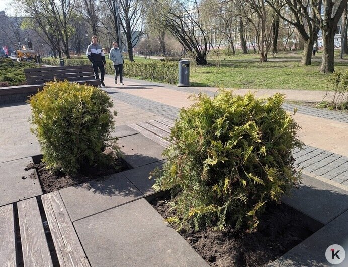 Вымерзшие лавровишни в декоративных вазонах в центре Калининграда заменили на туи (фото)   - Новости Калининграда | Фото: «Клопс»